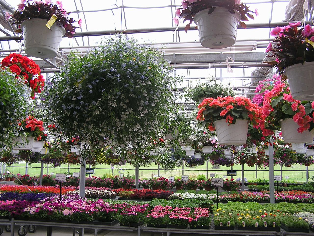 Annuals Seasonal Nursery
